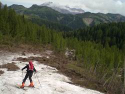 37_zo per tronchi.JPG